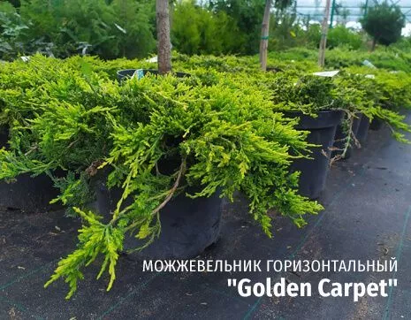 Golden Carpet